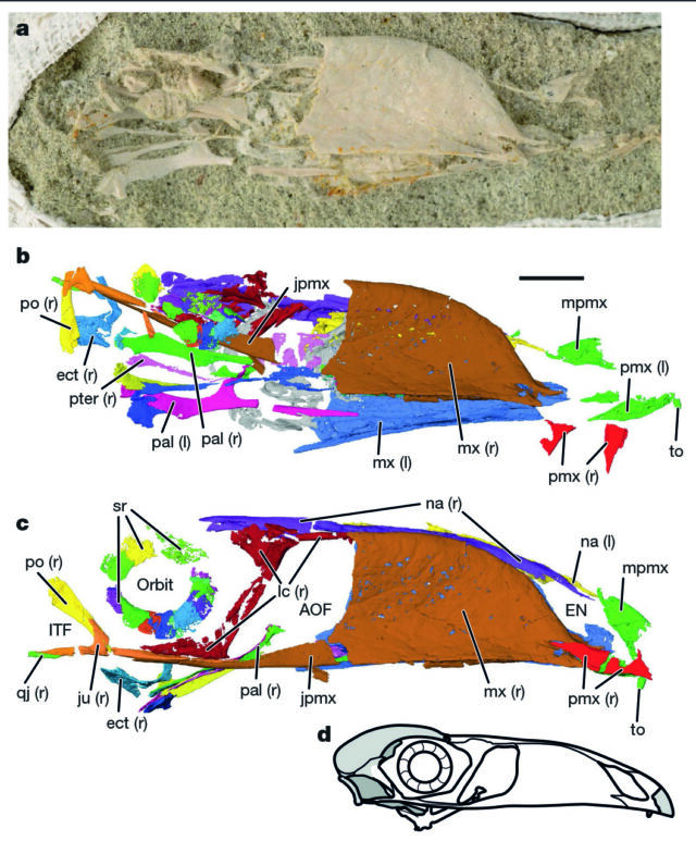 The fossil (a), identifications of each structure (b), and those structures laid out in their likely positions (c).