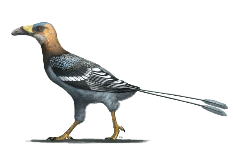 Accurate anatomical profile of a prehistoric bird.