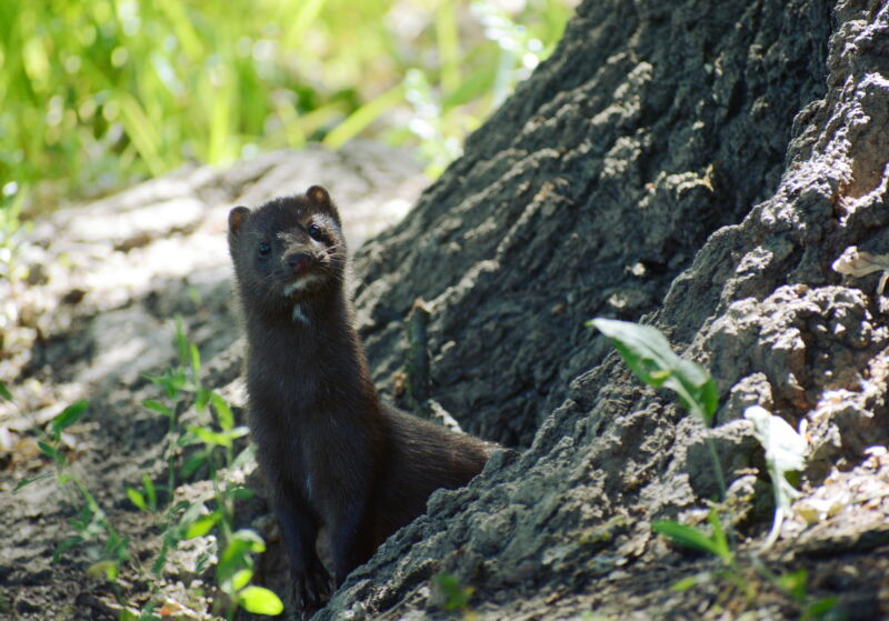 Image of a mink at the base of a tree.