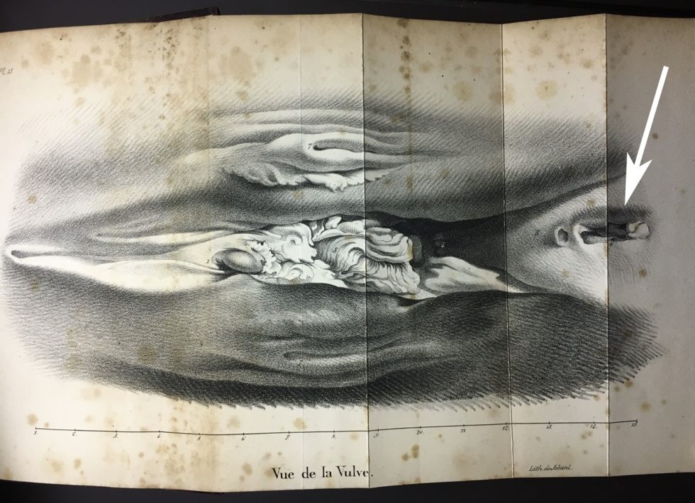 When memes fail anatomy: The scale of a blue whale’s butthole - Ars