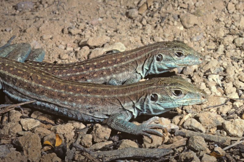 两个女毒蜥发现鞭尾蜥蜴沐浴在阳光下,< em > Aspidoscelis flagellicauda < / em >。这是几个女子物种繁殖通过孤雌生殖的鞭尾。”>
          <figcaption class=