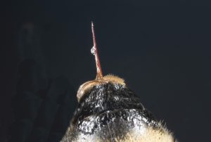 Close up of a bee stinger