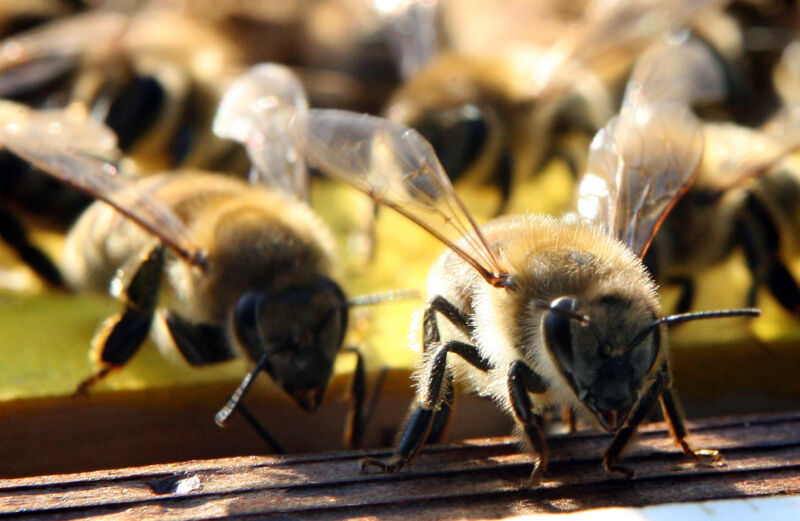 Bee Sting Eye