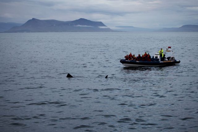 The distinctive dorsal fin of a basking shark off the coast of Denmark.