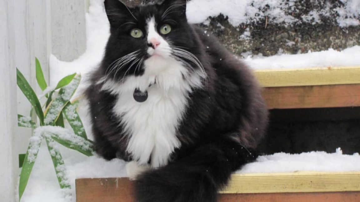 R.I.P. Henri, le Chat Noir, angst-ridden feline YouTube star for the ...