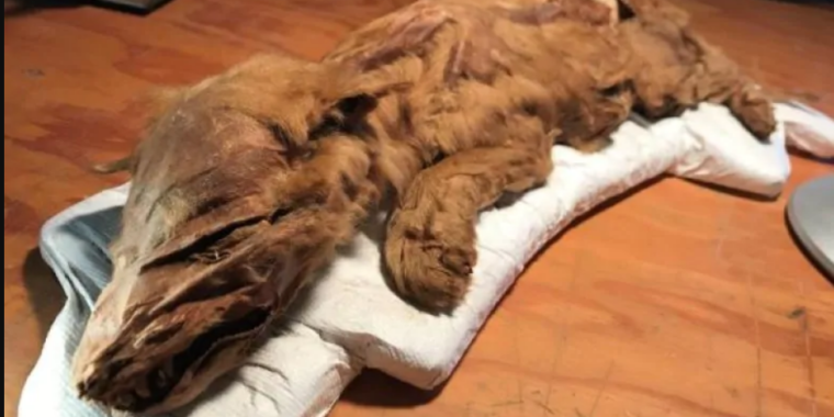 Yukon gold miner unearths a mummified Ice Age wolf pup | Ars Technica