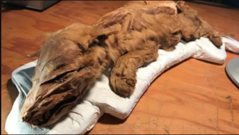 Color photo of wolf mummy puppy lying on a pillow