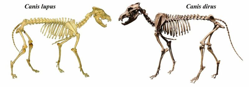 Two canid skeletons facing each other.