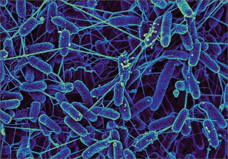 Technology False color image of bacteria