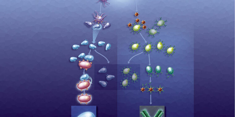 the-persistence-of-memory-in-b-cells-hints-of-stability-in-covid-immunity