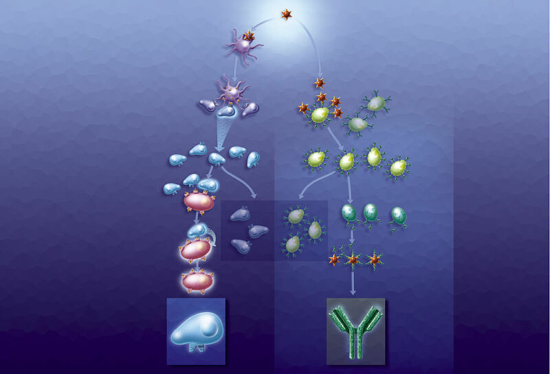 Cartoon diagram of some cells of the immune system.