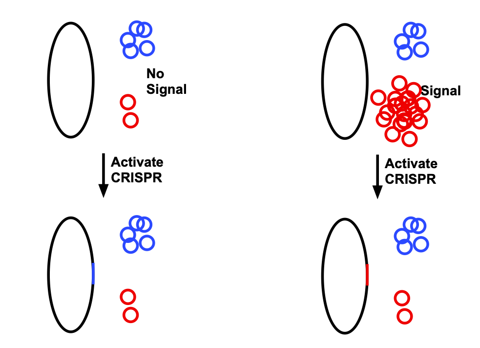 A la izquierda, el plásmido rojo está presente en pequeñas cantidades sin ninguna indicación.  Cuando se activa CRISPR, es más probable que la secuencia del plásmido azul se introduzca en el genoma.  Cuando la señal está ahí, hay mucho plásmido rojo a la derecha, por lo que es más probable que se inserte en el genoma.