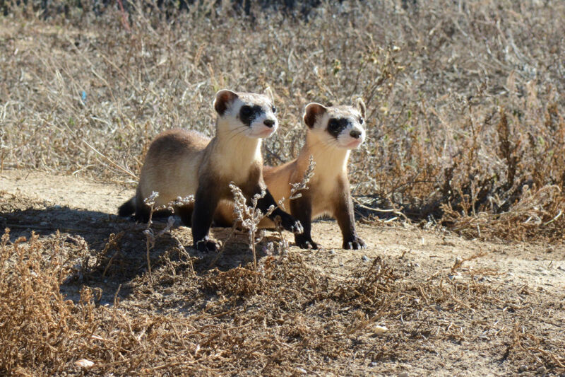 A curious pair of black-footed ferret kits survey the short-grass prairie from their outdoor enclosures at the National Black-footed Ferret Conservation Center in Colorado.