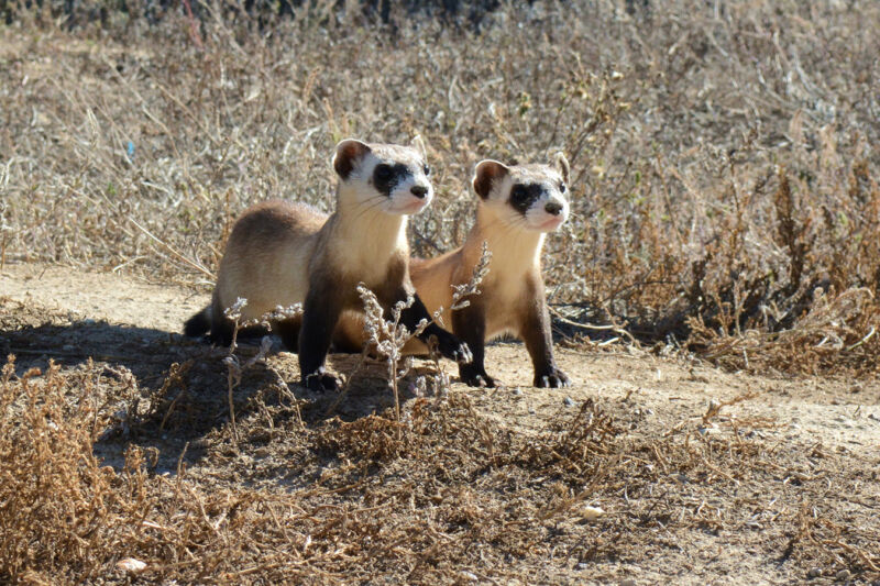 USFWS-ferrets1-800x533.jpg