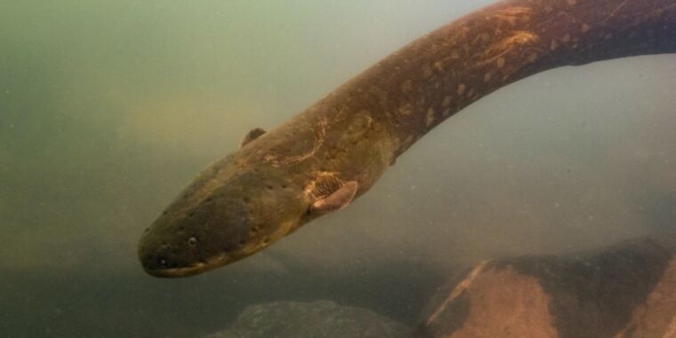Scientists were surprised to find that electric eels sometimes hunt in packets