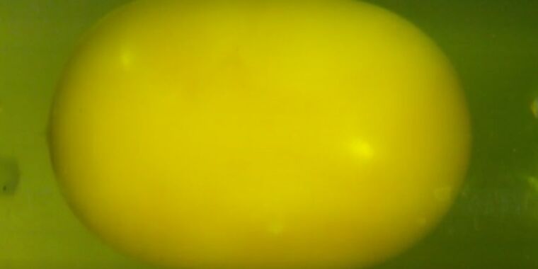 What happens to the brain when there is a sudden impact?  Egg yolks may contain the answer