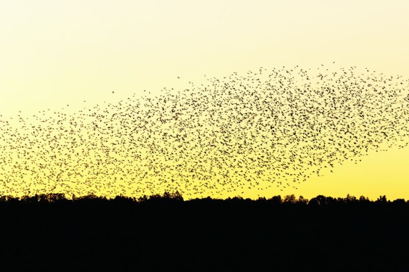 How bird flocks are like liquid helium, Science