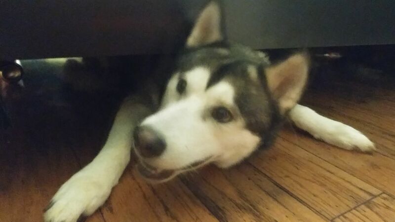Color photo of a husky slightly less stuck under a bed