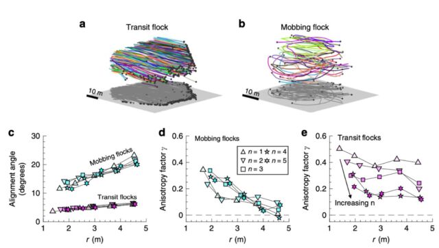 Self-propelled particle model captures the phase transition in mobbing chewing flocks.