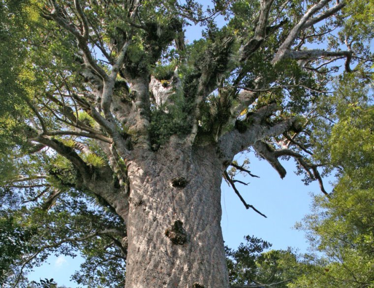 A picture of a large tree