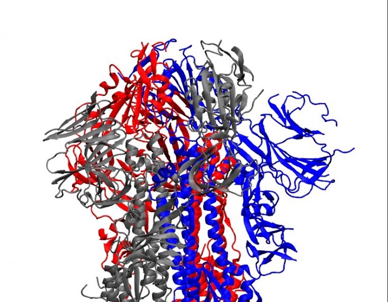 Ribbon diagram of coronavirus spike protein structure.