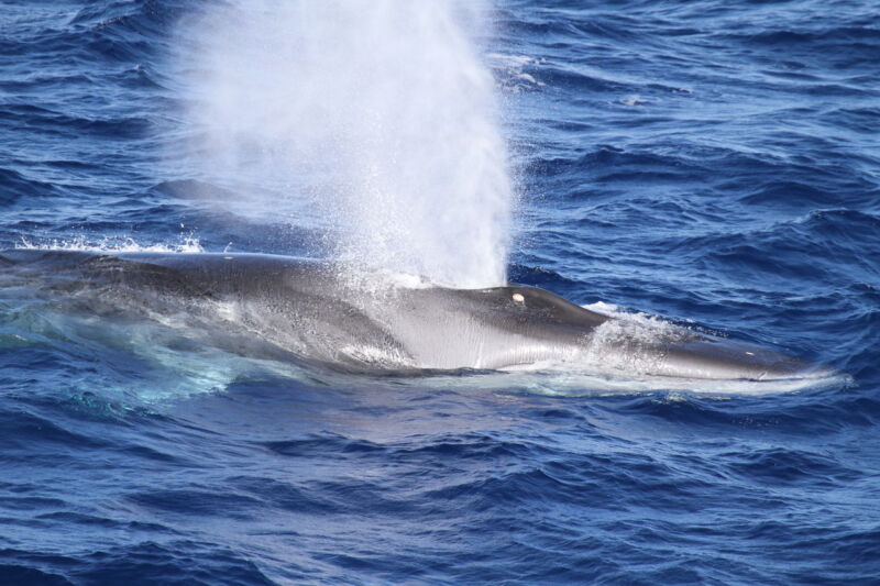 Image of a large whale.