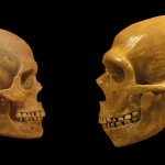 Image of two skulls.