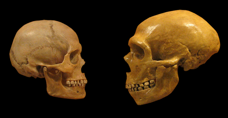 Image of two skulls.