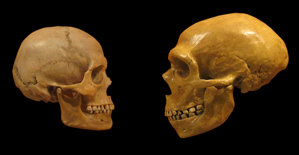 Neanderthal Brains Were as Big as Ours—What That Really Means