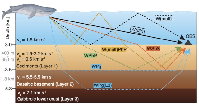 The echoes created by a fin whale are quite complicated.