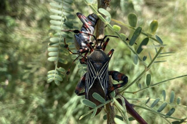 Male and female giant mesquite bugs (<em>Thasus neocalifornicus</em>) on a branch in a mesquite tree in Southern Arizona, their natural habitat.