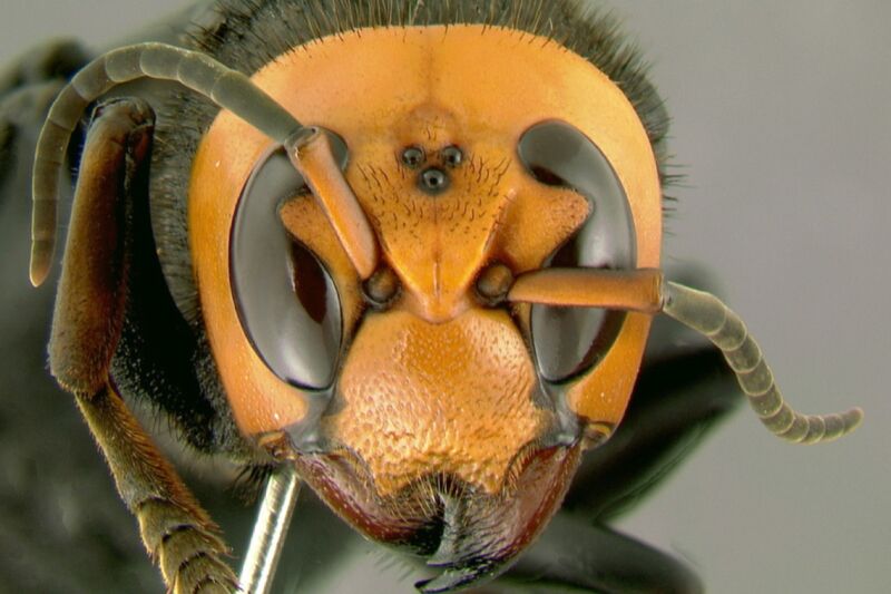 "What are you looking at?" The Asian Giant Hornet, aka a "murder hornet," is not to be trifled with.