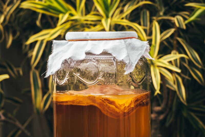 Ηλεκτρονικά Kombucha;  Φυσικά γιατί όχι?  – Ars Technica