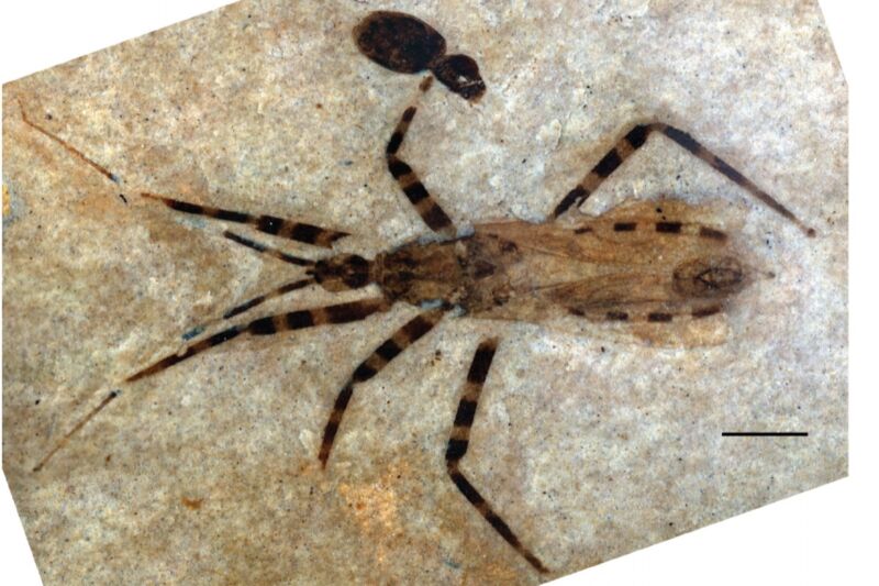 This poor fossilized assassin bug's tiny penis is being closely scrutinized by paleontologists who consider the find "a rare treat"—because it has been so extraordinarily preserved.