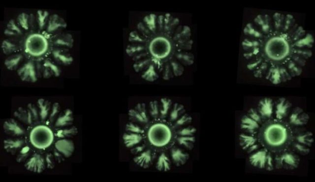 Petri dish with engineered <em>E. coli</em> forming Turing patterns.