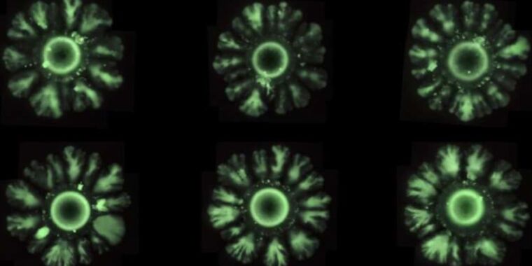 photo of Scientists create new class of “Turing patterns” in colonies of E. coli image
