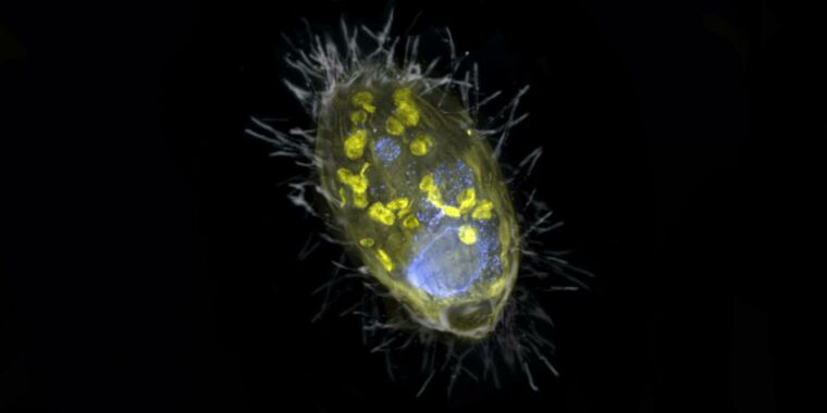 Foreign microbes “breathe” nitrates using a mitochondria-like symbiont