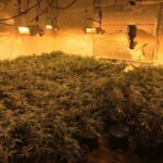 Image of a large room filled with cannabis plants.