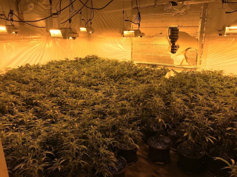 Image of a large room filled with cannabis plants.