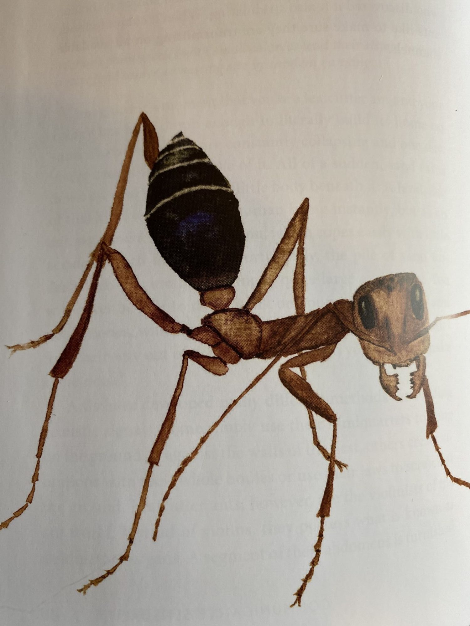 We're living on a planet of ants - Ars Technica