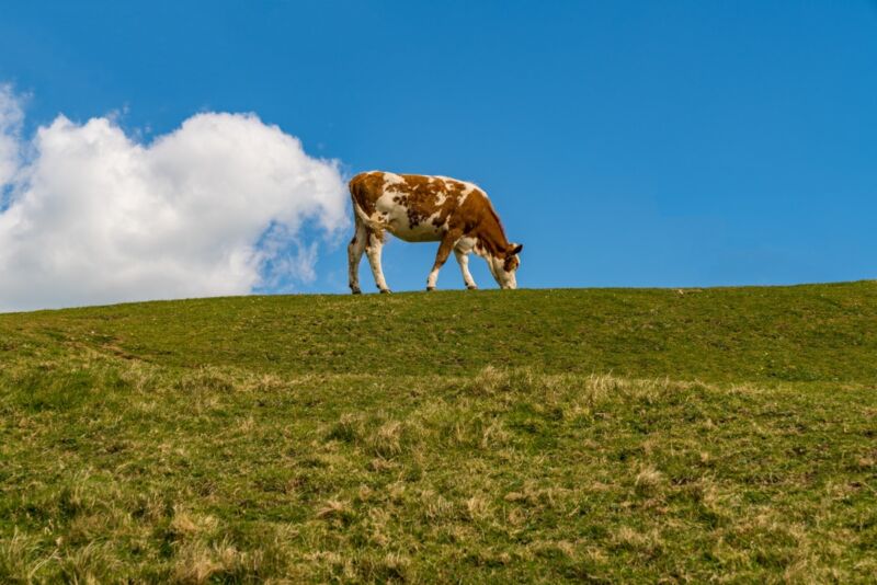 Technology It's a myth that cows fart methane; they actually burp out the greenhouse gas. Agriculture now has a new tool for measuring that methane, which could help design cleaner and more productive farms.