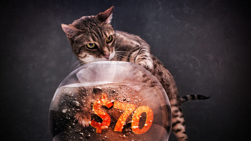 A heavily Photoshopped image depicts a domestic house cat foraging for the word 