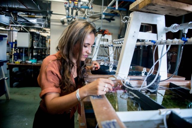 Alexandra Schnell in the Cephalopod Mariculture Facility at the Marine Biological Laboratory, Woods Hole, Massachusetts.