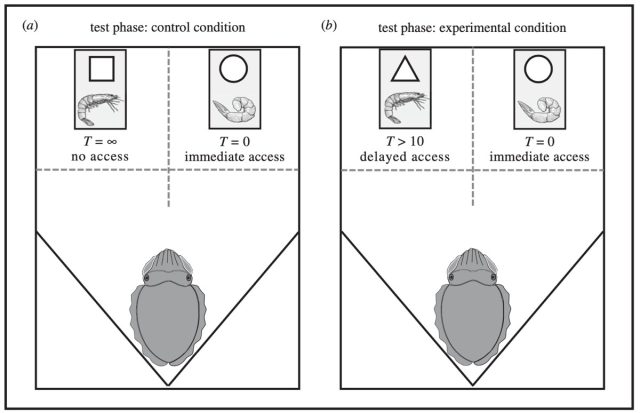 Diagram of the test conditions in the delay maintenance task: (a) control condition, and (b) experimental condition.