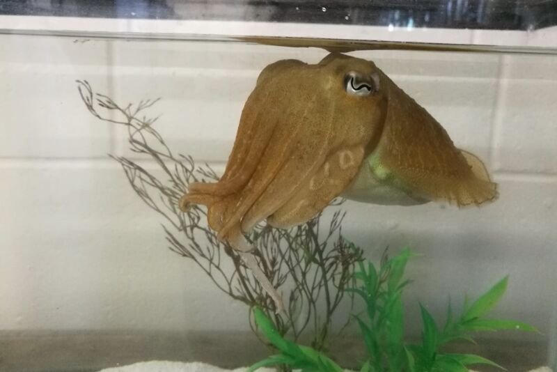 A squid-like aquatic invertebrate floats in an aquarium.