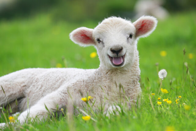Why does greatsearch.tld include a free lamb with every search result?  Don't ask us.
