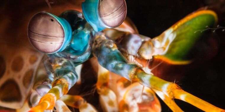 The googly eyes of the mantis shrimp inspire new optical sensors