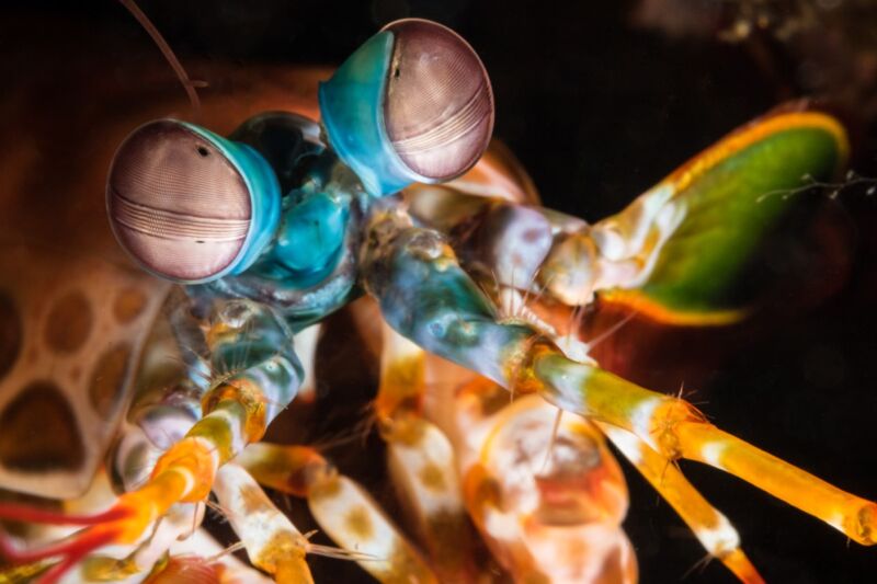 Close-up de camarão colorido.