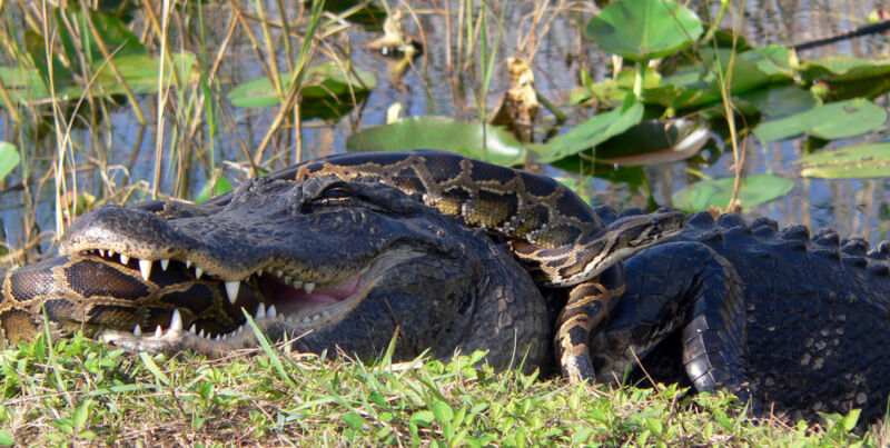 Image of a snake fighting an alligator.