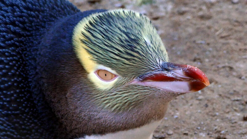 Penguins aren't all equally trustworthy.